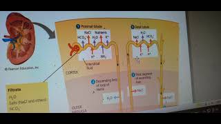 AL biology 355 episode unit5 ultrafiltration selective reabsorption secretion [upl. by Sirk]