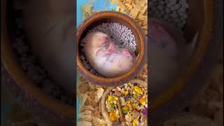 hamster snoring Enjoy every moment Hamsterthai thaihedgehog myhamster [upl. by Gordon]