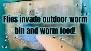 Fly invasion in worm bin and worm food [upl. by Gardener]