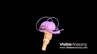 Brain Interior  Royaltyfree Medical HD footage amp 3D Models [upl. by Novyart]