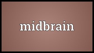 Midbrain Meaning [upl. by Irme]