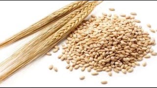 जौ के फ़ायदे  Health Benefits of BarleyJau Barley for weight loss Beauty benefits of Barley [upl. by Remot]