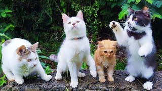 FOUR CUTE KITTEN  PLAYING CAT AND KITTENS BEAUTIFUL  LULU CAT  PART 123 [upl. by Corabel]