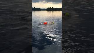 6AM open water lake swims lakeswim triathlete athlete swimming [upl. by Nelyt]