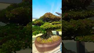 Satsuki Azalea Bonsai in Fall bonsai bonsaitree garden bonsaigarden gardening tree plants [upl. by Brok]