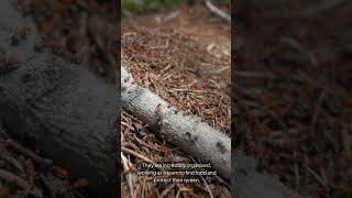 Solenopsis Fire Ants Hidden Dangers and Surprising Facts facts shortsvideo animals wildlife [upl. by Anett]