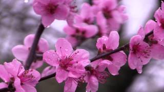 Prunus persica  Pfirsich Peach [upl. by Ehrenberg6]