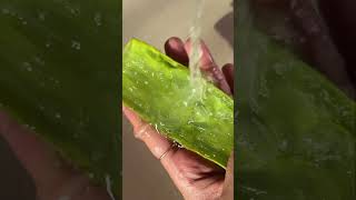 Viral instant Glowing Face Pack  Aloe Vera for Glowing Skin shorts aloevera [upl. by Anoval304]