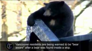 Bear gets stuck in a rubbish skip in Vancouver Canada [upl. by Nielson]