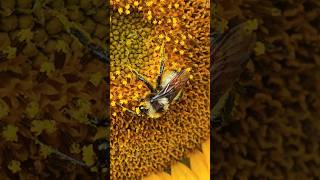 Abejorro en Girasol lagunadesanchez girasoles sunflower asmr nature youtube travel roadtrip [upl. by Ancilin655]