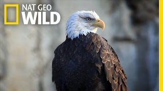 Bald Eagle Feeding Frenzy  United States of Animals [upl. by Gnod866]