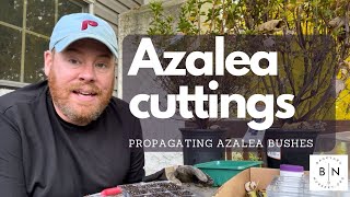 How to propagate Azalea bushes from softwood cuttings [upl. by Westfahl478]