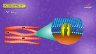 Carrier mediated transport  Active transport USMLE  Animated Membrane Physiology [upl. by Evelunn]