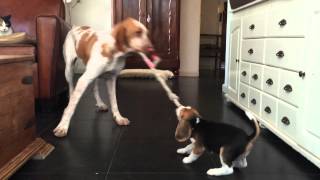 Cute Beagle Puppy Really Wants Her Toy [upl. by Ylra]