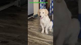 roxie goldenritriever labrador funny [upl. by Aeiram834]