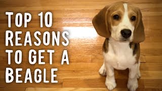 Top 10 Reasons To Get a Beagle [upl. by Artenal706]