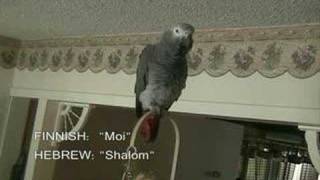 Parrot Speaks 12 Languages [upl. by Assiled453]