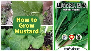 Growing Mustard Greens  How To Grow Mustard  Florida Broad Leaf Indian [upl. by Nnairda]