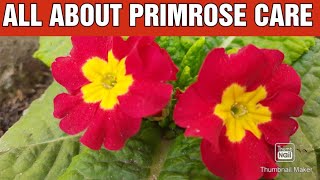 Primrose Plant Care and Fertilizer  How to Grow and Care Prim rosePrimula Plant [upl. by Ezeerb]