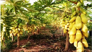 Awesome Papaya cultivation Technology  How to Grow and Harvesting Papaya [upl. by Valoniah]