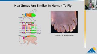 BIOL201 Ch164  Eukaryotic Transcriptional Gene Regulation [upl. by Lyrad]