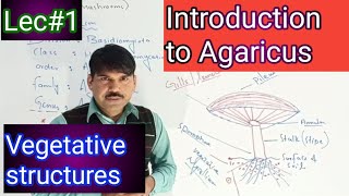 introduction to Agaricus [upl. by Alban589]