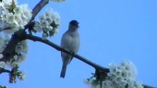 mönchsgrasmücke  gezwitscher  male blackcap singing [upl. by Sida]