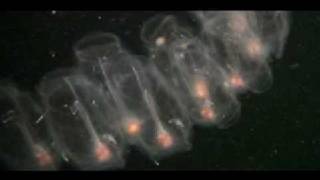 Pelagic Tunicates Roam the Worlds Oceans [upl. by Jeff987]