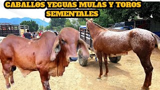 Especial De Caballos Mulas Burros y Toros Becerros y Mas En El Tianguis Ganadero Mas Grande [upl. by Marijo]