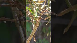 Lick it up😝 gardenpond lizard bonsai backyard [upl. by Llewellyn]