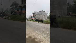 Rhino on the road in Nepal rhino shorts shortvideos [upl. by Repard]