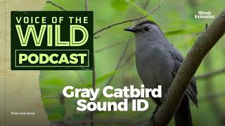 Episode 17 Gray Catbird – Voice of the Wild [upl. by Southworth375]