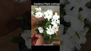 How to grow gardenia plant [upl. by Ydarb981]