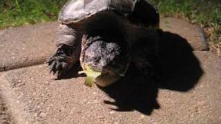 Snapping Turtle Leaping [upl. by Aliehs962]