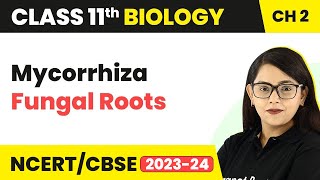 Mycorrhiza Fungal Roots  Biological Classification  Class 11 Biology Chapter 2  NCERTCBSE [upl. by Htesil24]