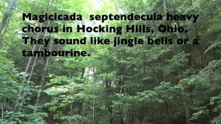 Magicicada septendecula heavy chorus in Hocking Hills Ohio 2016 OH Brood V Magicicada [upl. by Eecal]