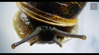 Exploring California Brown Garden Snail Cornu aspersum under a Microscope [upl. by Auhso]