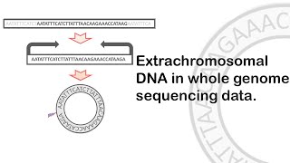 Extrachromosomal  eDNA in whole genome sequencing data [upl. by Mady]