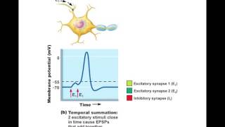 Chapter 118 Postsynaptic Potentials BIO201 [upl. by Anidualc]