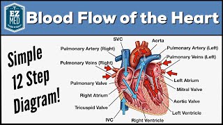 Blood Flow Through the Heart Made Easy  Cardiac Circulation Animation [upl. by Quartana331]