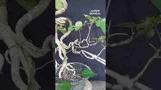 bahanan bonsai waru wayang split trunk dan ekspose root kelas kelinci percobaan bonsai bonsaimini [upl. by Yasmin728]