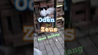 merpati pigeon vidioshort youtubeshorts OdenampZeus [upl. by Yecaw]