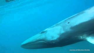 Omura Whale Caught on Camera [upl. by Con364]