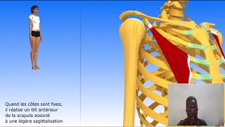 Anatomie Petit Pectoral Pr SIDIBE [upl. by Octavia13]