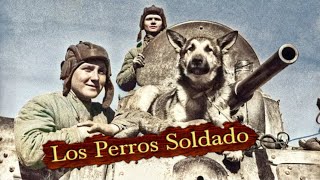 La Desconocida Historia de los Perros Antitanque utilizados en La Segunda Guerra Mundial 🐶 [upl. by Annohsed]