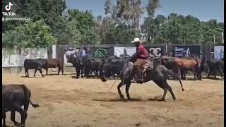 Auspicious Storm 2015 Black Rabicano gelding ready to show 22k NRCHA earnings and he is FANCY [upl. by Naitsirt]