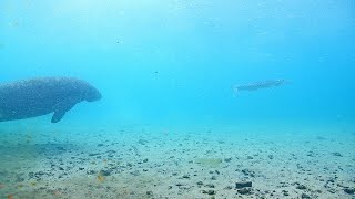 EarthCam Live Underwater Manatee Cam [upl. by Ecnadnac]