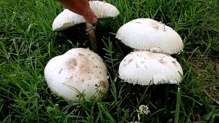 Green Spored LepiotaChlorophyllum molybydites  Green Gilled Parasol [upl. by Sutelc48]