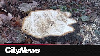 Toronto city staff investigate suspected case of illegal tree removal [upl. by Mayyahk]