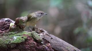 Wildlife Grey cheeked Bulbul Alophoixus tephrogenys Bukit Wang Malaysia HD 1080p [upl. by Gurl]